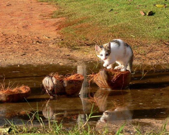 27- Pont de coco pour Motita le chat 